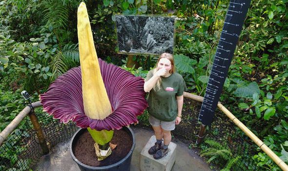 Fakta Bunga Titan Arum, Bunga Tertinggi Di Dunia